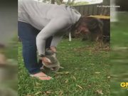 Baby Koala Gets A Little Excited