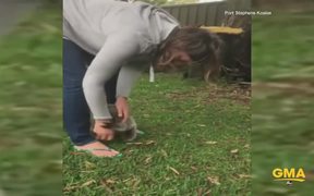 Baby Koala Gets A Little Excited - Animals - VIDEOTIME.COM