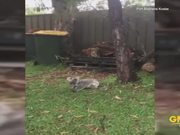 Baby Koala Gets A Little Excited