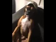 Boxer Dog Does Mannequin Challenge