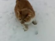Dog Pushes Cats Face Into The Snow