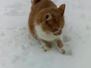 Dog Pushes Cats Face Into The Snow - Animals - Y8.com
