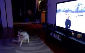 Husky Joining A Pack Of Wolves - Animals - VIDEOTIME.COM