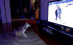 Husky Joining A Pack Of Wolves - Animals - VIDEOTIME.COM