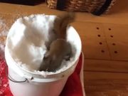 Squirrel Plays With Snow