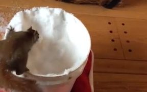 Squirrel Plays With Snow - Animals - VIDEOTIME.COM