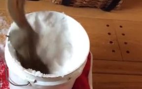Squirrel Plays With Snow - Animals - VIDEOTIME.COM