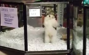 Sold Pupper Dance - Animals - VIDEOTIME.COM