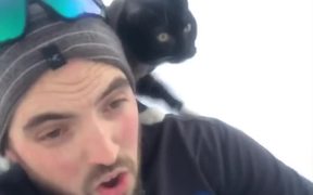 Sledding With My Cat - Animals - VIDEOTIME.COM