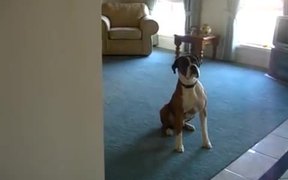 Who Wants To Go For A Walk - Animals - VIDEOTIME.COM