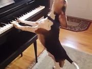 Beagle Playing Piano