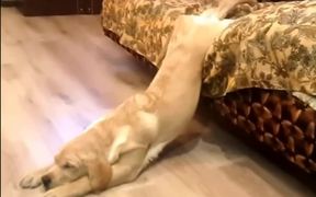 Lazy Dog - Animals - VIDEOTIME.COM