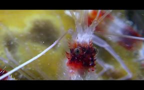Wonders Of The Sea Trailer - Movie trailer - VIDEOTIME.COM