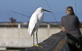 Snowy Egret on Fishing Pier - Animals - VIDEOTIME.COM