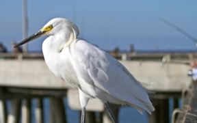 Snowy Egret Walking - Animals - VIDEOTIME.COM