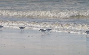 Sanderlings Running on a Beach - Animals - VIDEOTIME.COM