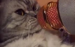 Cat In Mic - Animals - VIDEOTIME.COM