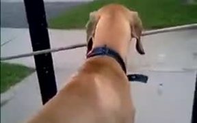 Big Stick Does Not Stop This Great Dane - Animals - VIDEOTIME.COM