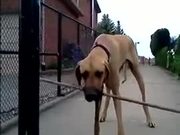 Big Stick Does Not Stop This Great Dane