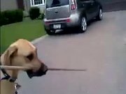 Big Stick Does Not Stop This Great Dane