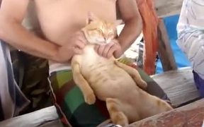 Owner Pleases The Cat With Massage - Animals - VIDEOTIME.COM
