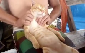 Owner Pleases The Cat With Massage - Animals - VIDEOTIME.COM