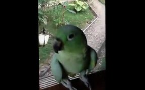 The Laughing Parrot - Animals - VIDEOTIME.COM