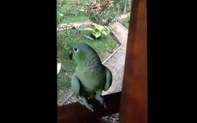 The Laughing Parrot - Animals - VIDEOTIME.COM