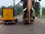 Too Big To Be An Elephant Or An Actual Giant