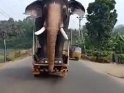 Too Big To Be An Elephant Or An Actual Giant