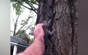 Squirrel Rescue - Animals - VIDEOTIME.COM