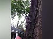 Squirrel Rescue