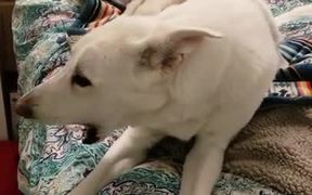 Dog Cannot Resist Singing - Animals - VIDEOTIME.COM