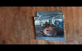 The Biggest Little Farm Official Trailer - Movie trailer - VIDEOTIME.COM