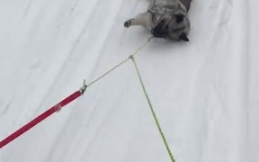Walking the Lazy Dog - Animals - VIDEOTIME.COM