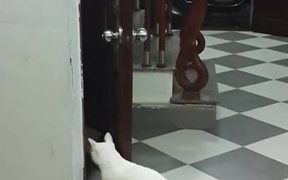 Cats are Smart - Animals - VIDEOTIME.COM