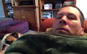 Bulldog Reaction - Animals - VIDEOTIME.COM