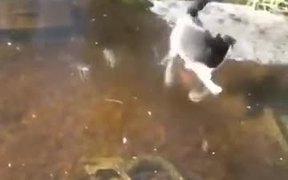 Kitty Running Hard - Animals - VIDEOTIME.COM