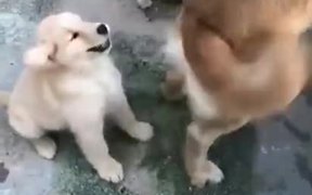 Puppy Playing With Doggo's Tail - Animals - VIDEOTIME.COM