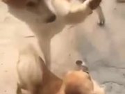 Small Doggo Showing His Fierce Side