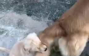 Puppy Playing With Doggo's Tail - Animals - VIDEOTIME.COM