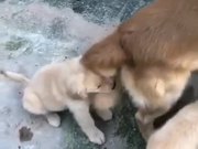 Puppy Playing With Doggo's Tail