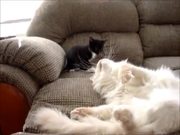 Kitten Playing With Sleeping Cat