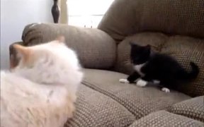 Kitten Playing With Sleeping Cat - Animals - VIDEOTIME.COM