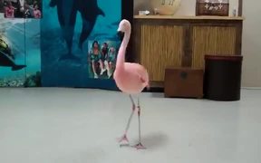 Pink Flamingo Robotic Dance Steps