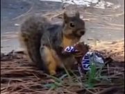 Squirrel Eating Sneakers