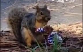 Squirrel Eating Sneakers - Animals - VIDEOTIME.COM