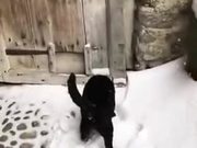 Feline Diving In The Snow
