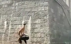 Spidy Dog - Animals - VIDEOTIME.COM