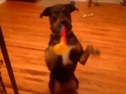 Dog Turns Trumpet King For A Treat